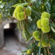 Camiñar polo outono.