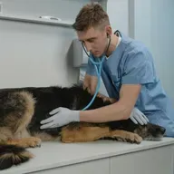 Epilepsia em cães: o que a medicina veterinária sabe sobre o assunto!