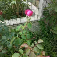 Cap 21 Razão e Percepção _ Introdução