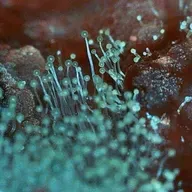 Aparici en Órbita s08e26: Los mohos en gastronomía y en la cocina, con Cipriano Carrero