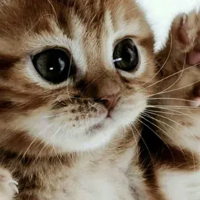 Luckyzin