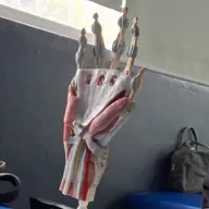 Nervios Periféricos