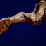 Ciencia en La Brújula: ¿Eran los dinosaurios  de sangre caliente?