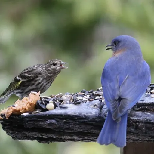 Volunteer for Project FeederWatch