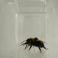 Se video: Humlebier skærer ansigt, når de ikke kan lide maden