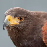 Raptors in the Mojave Desert