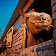 The Bluster's Day Greenhouse T-shirt H***t