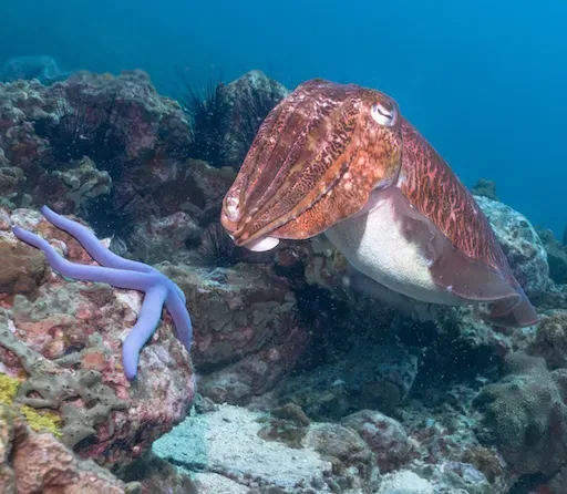 Mürekkep balığı kendi mürekkebini nasıl üretir ve saçar?