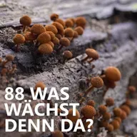 #88 Was wächst denn da?