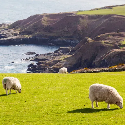 COUNTRYSIDE 02 DECEMBER 2025