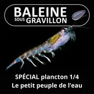 SPÉCIAL PLANCTON 1/4 : Le "petit peuple de l'eau", inconnu mais essentiel (Pierre Mollo)