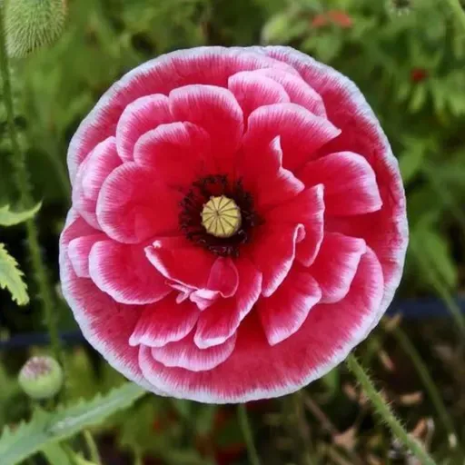 丁立梅 ：虞美人