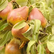 Случай с продавцом груш