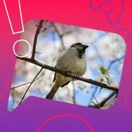 Stehen Vögel im Osten früher auf?