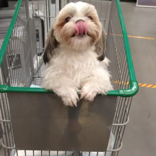 Deixe a Gira girar...