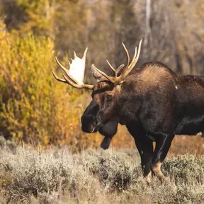 Moose 95.1