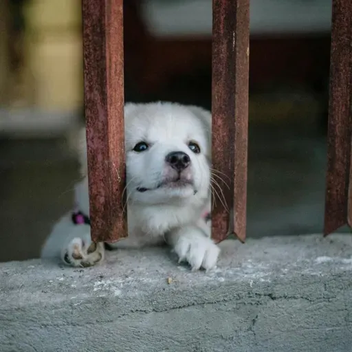 Abril Laranja: mês da prevenção contra a crueldade animal