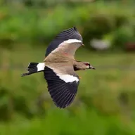 Southern Lapwings Defend Their Nest
