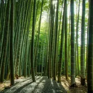 The ancient town, the people, and the bamboo forest