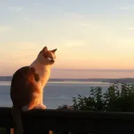 Episode #88 // give your cat a special hug