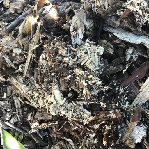 Mycorrhizal Activity and Your Plants' Health