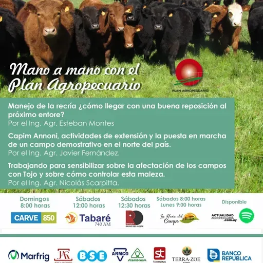 Recría - próximo entore. Capin Annoni. Tojo.