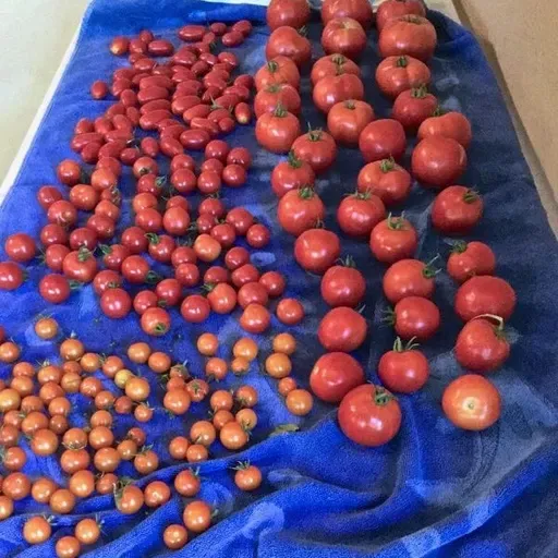 The 2026 Tomato Preview Show!