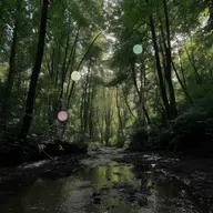 Bain de forêt | Forêt ouverte avec eau courante