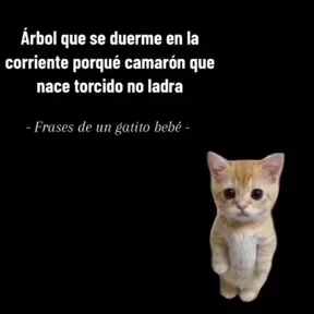 Cumbia xd