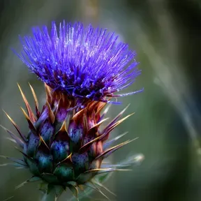 Vislumbre de Esperanza