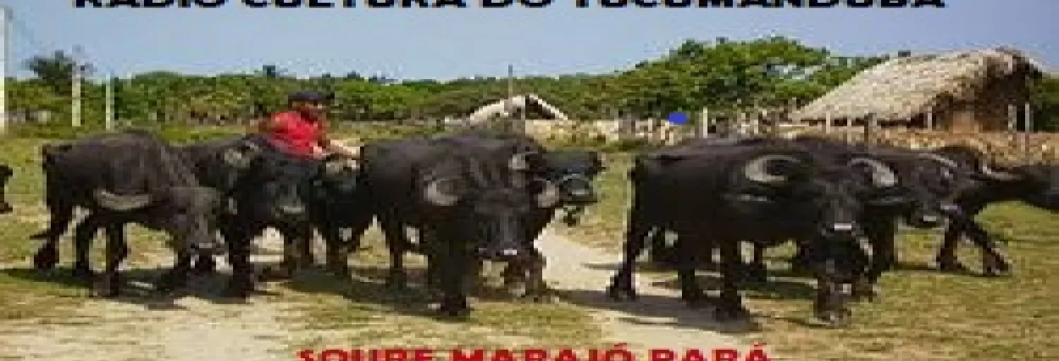 CULTURA DO TUCUMANDUBA SOURE PARÁ