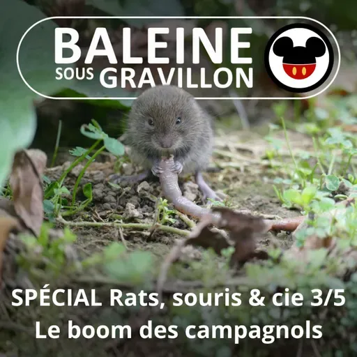 SPÉCIAL Rats, souris & cie 3/5 : Le boom des campagnols