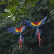 World Rainforest Day