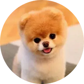 Minidoge