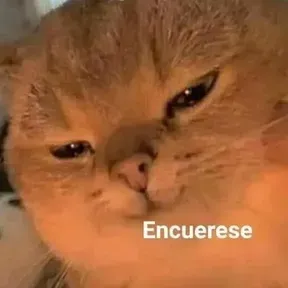 MacacoNews