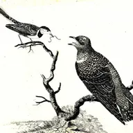 Zum Tiktok! Supernormale Attrappen