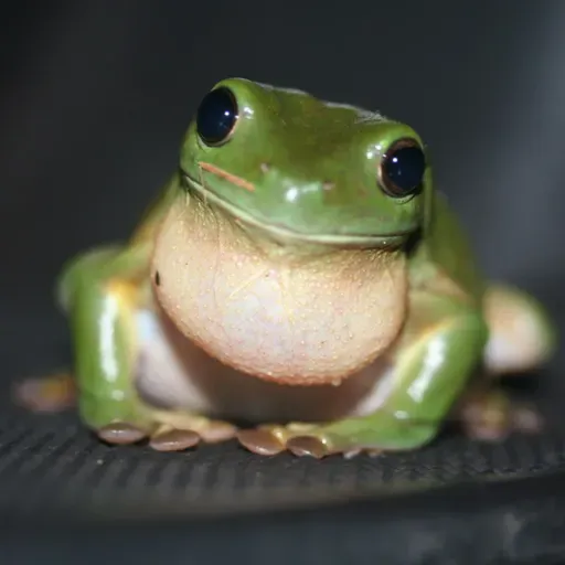 EP 208: Georgia- The Frog's Skin (Wardrop)