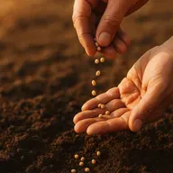 Semillas Que Se Cosechan