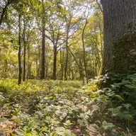 Summer In The Forest