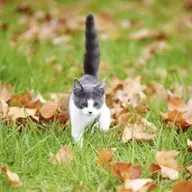 El gato que caminaba solo