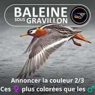S07E167 Annoncer SA couleur 2/3 : Ces ♀ plus colorées que les ♂