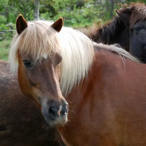 274 - Hestemeditasjon