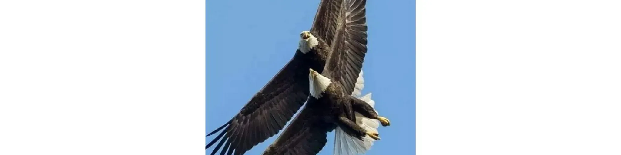 Radio Aguila Cristiana