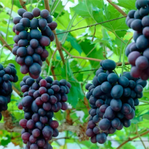 Un testimonio que de frutos