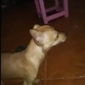 Corridos