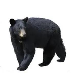 No fear radio