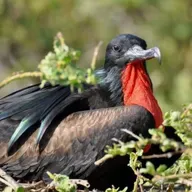 Millicent Ficken Studied How Birds Play