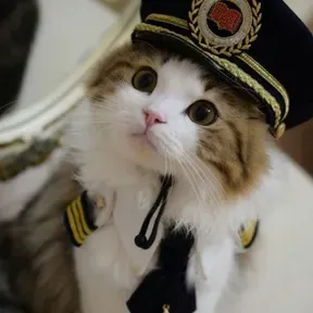 GatoMusica
