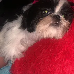 Rapsito