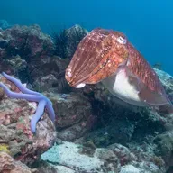 Mürekkep balığı kendi mürekkebini nasıl üretir ve saçar?